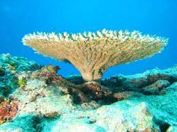 Great Barrier Reef Tempat Wisata Terumbu Karang
